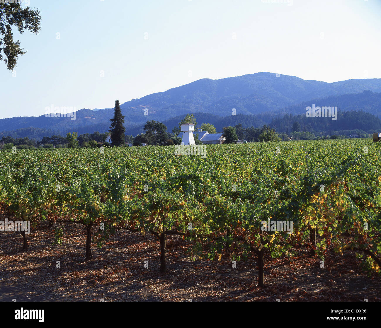 Napa Valley winery, Napa Valley, California, Stati Uniti d'America Foto Stock