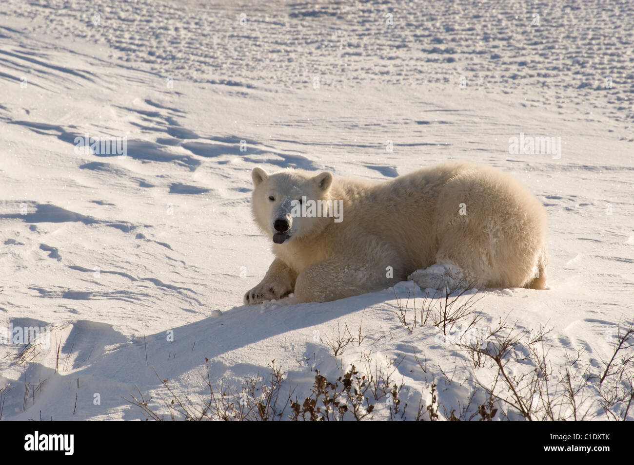 Un orso polare sulla coperta di neve la tundra nei pressi di Churchill, Manitoba, Canada Foto Stock