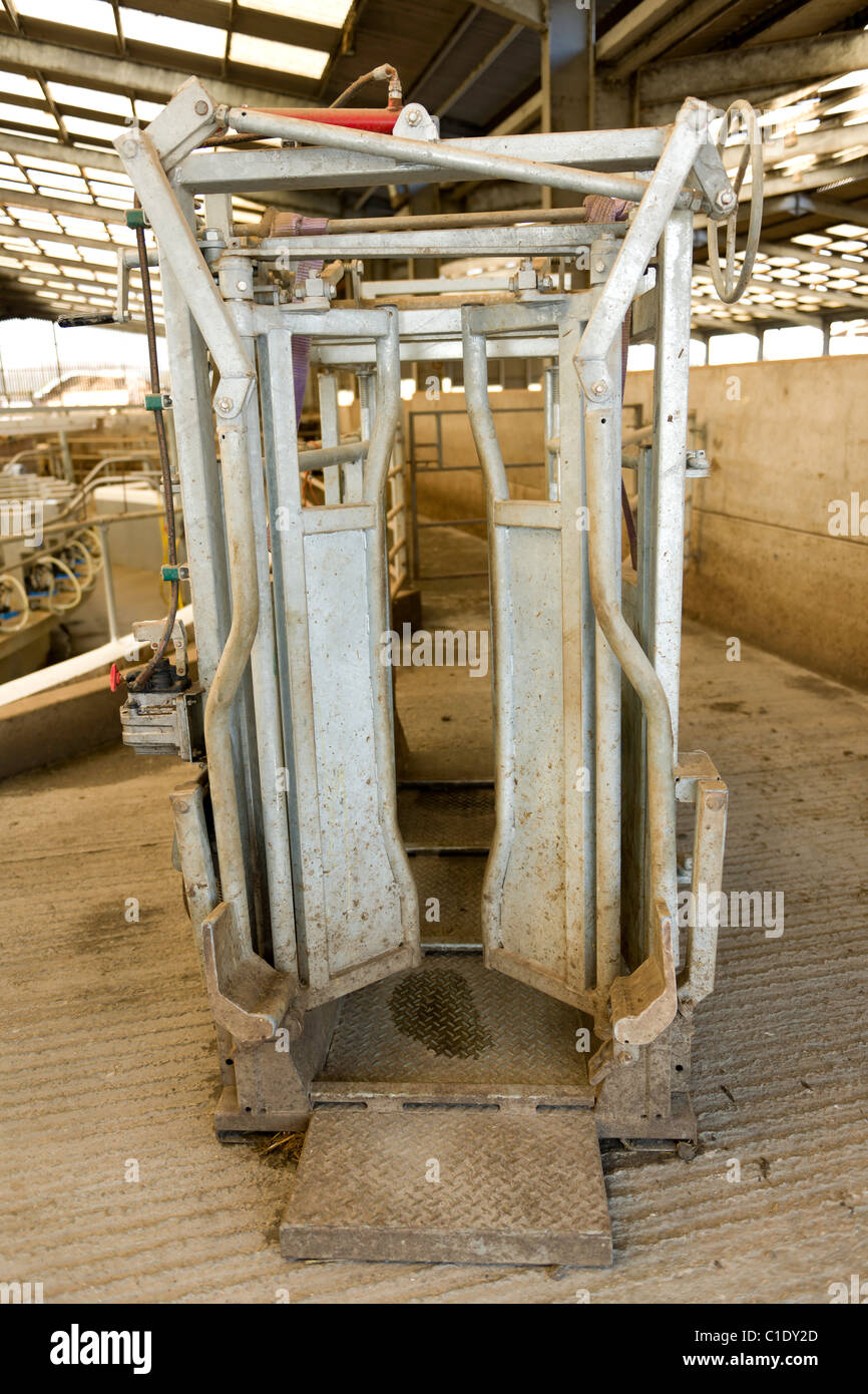 Sistema di ritenuta di bestiame Foto Stock