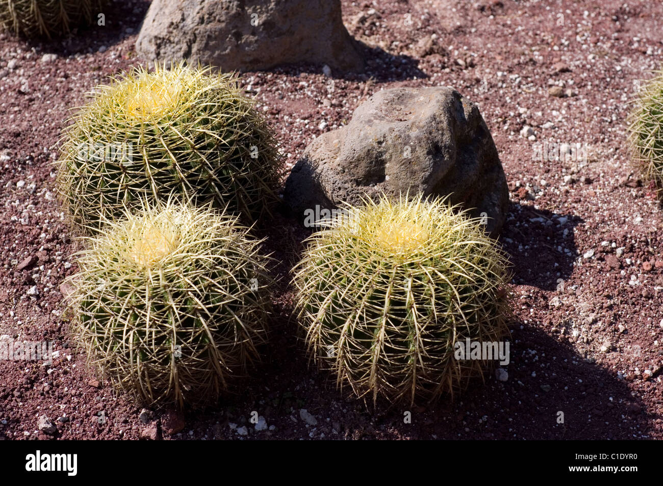 Golden barrel cactus (Echinocactus grusonii) a Chapultepec il giardino botanico Foto Stock