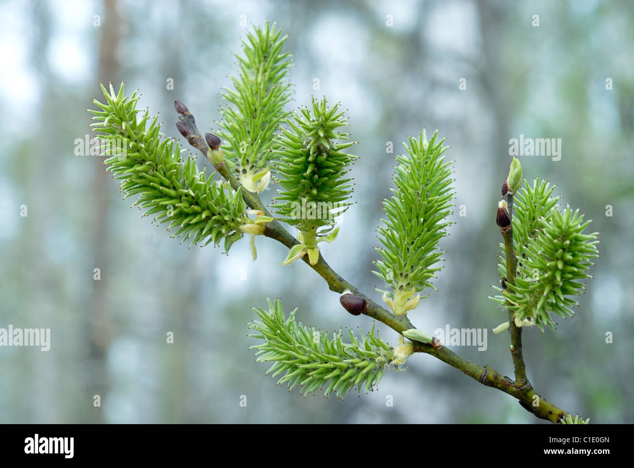 Willow con Ramo Fiorito foglia bud Foto Stock