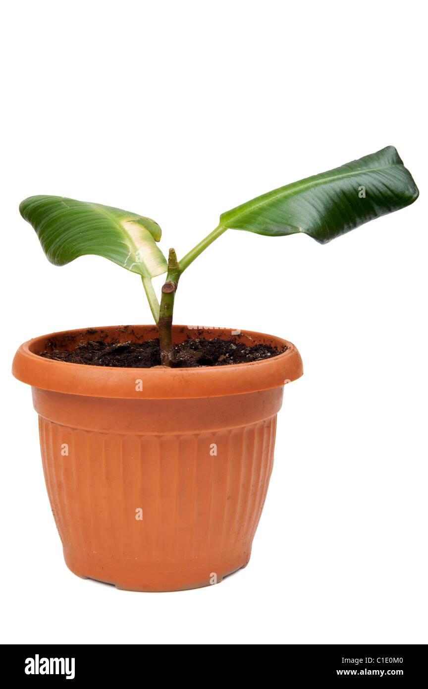 Oggetto su bianco - casa impianto di gomma Foto Stock