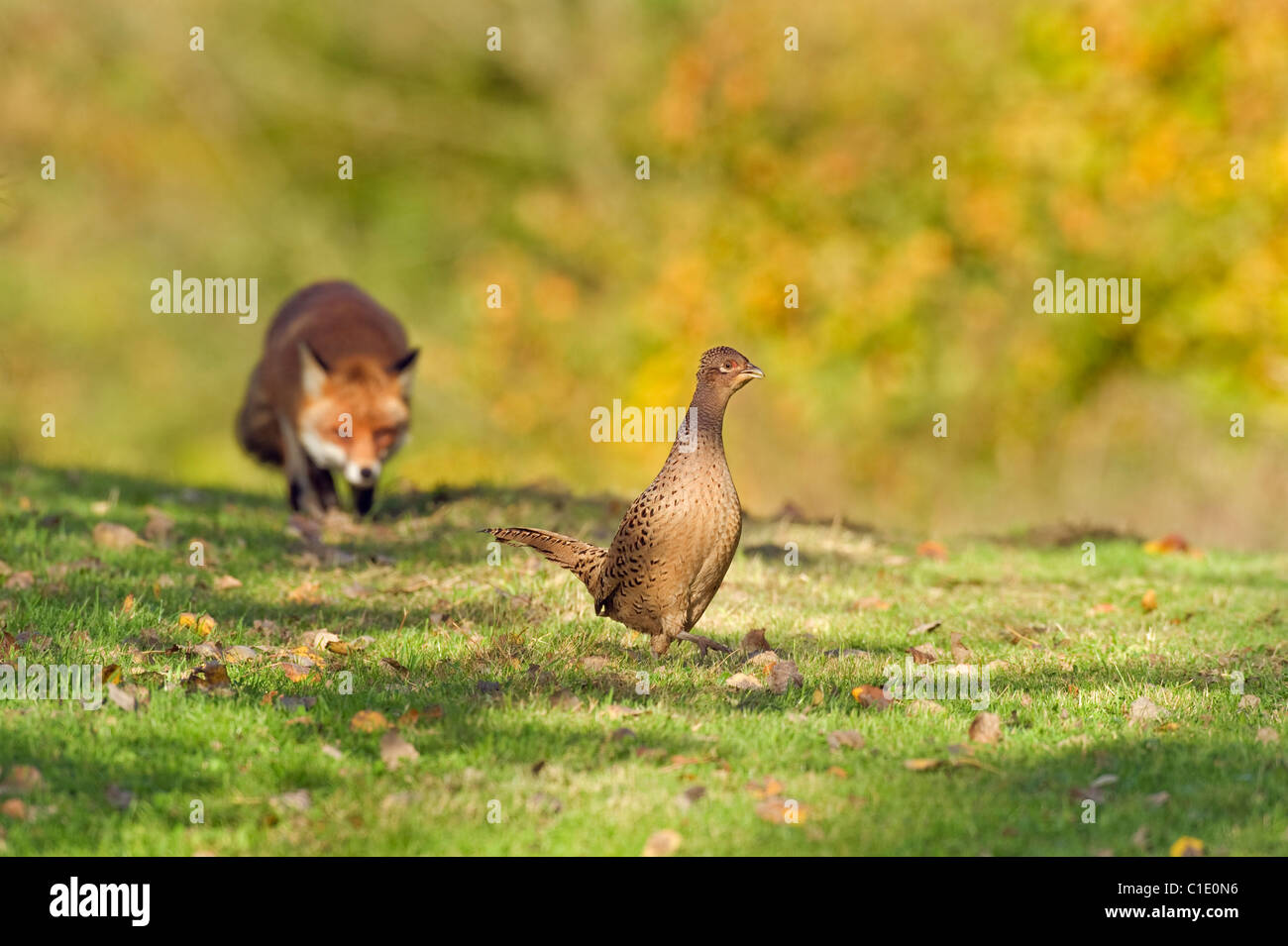 Red Fox (Vulpes vulpes vulpes), North Downs, Kent, Regno Unito. Stalking fagiano Foto Stock