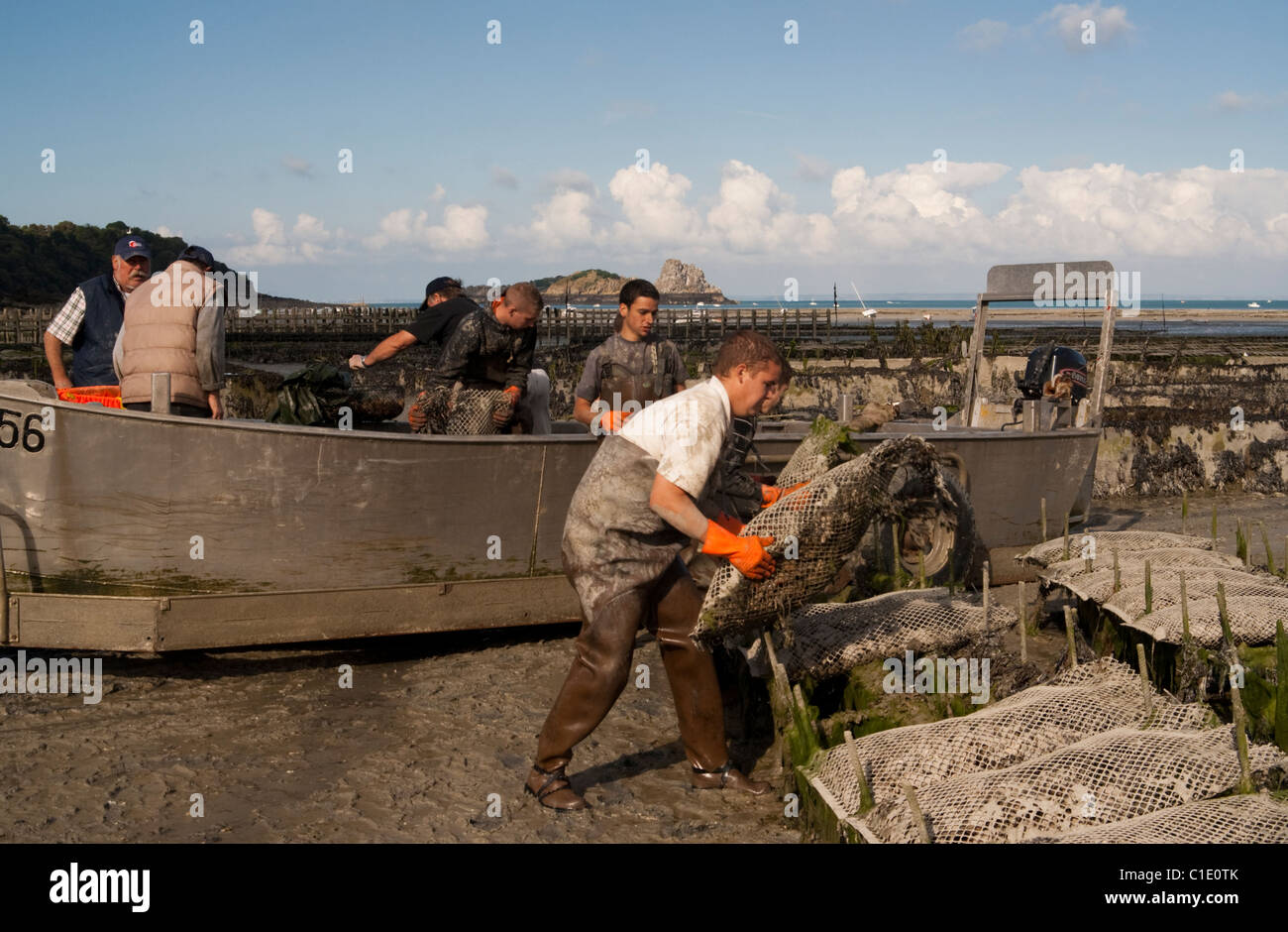 Gli uomini di sacchi di sollevamento delle ostriche in una barca per essere portata a terra, Cancale, Brittany Foto Stock