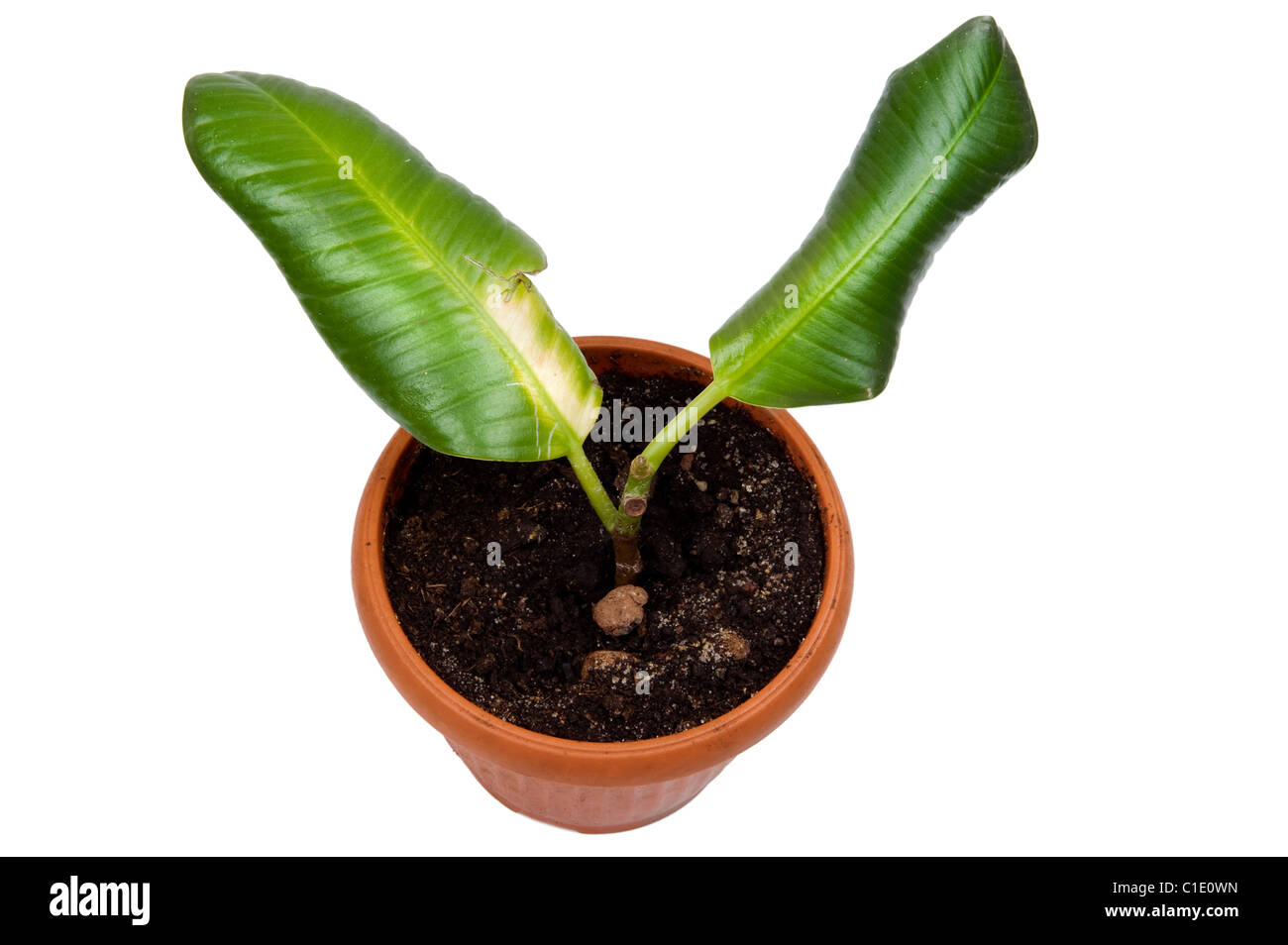 Oggetto su bianco - casa impianto di gomma Foto Stock