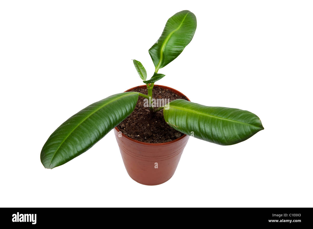 Oggetto su bianco - casa impianto di gomma Foto Stock