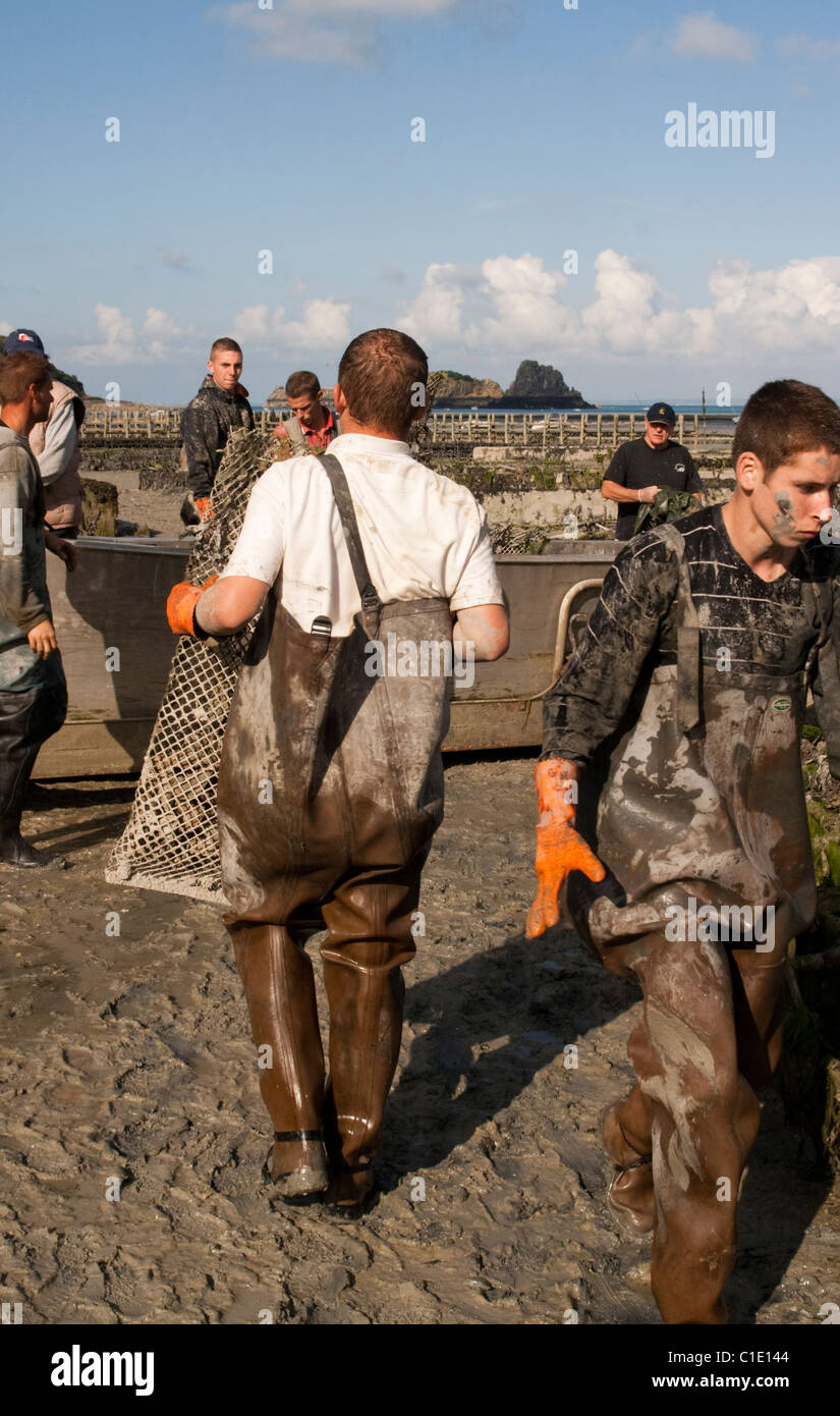 Gli uomini di sacchi di sollevamento delle ostriche in una barca per essere portata a terra, Cancale, Brittany Foto Stock