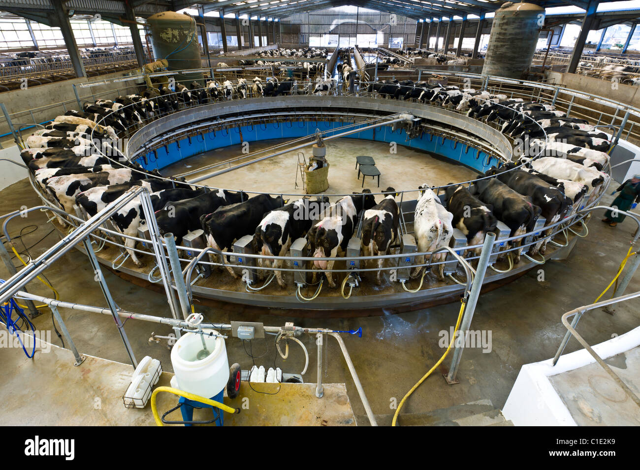 Rotary una sala mungitura su un moderno UK Dairy Farm Foto Stock