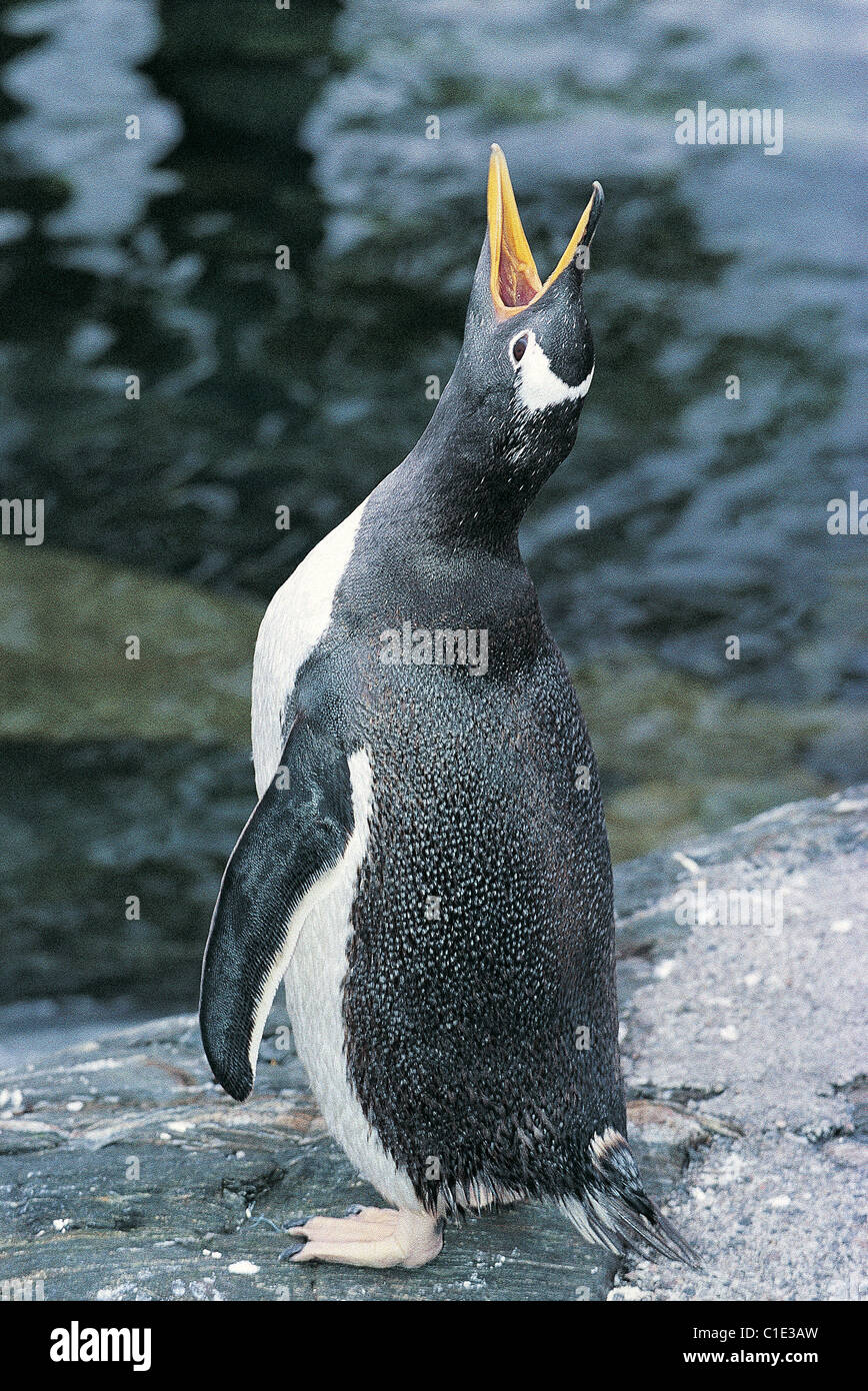 Norvegia, Bergen (Ovest fiordi Regione), l'Acquario, pinguino imperatore Foto Stock