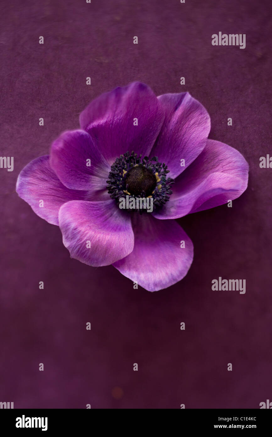 Viola peonia fiore Foto Stock