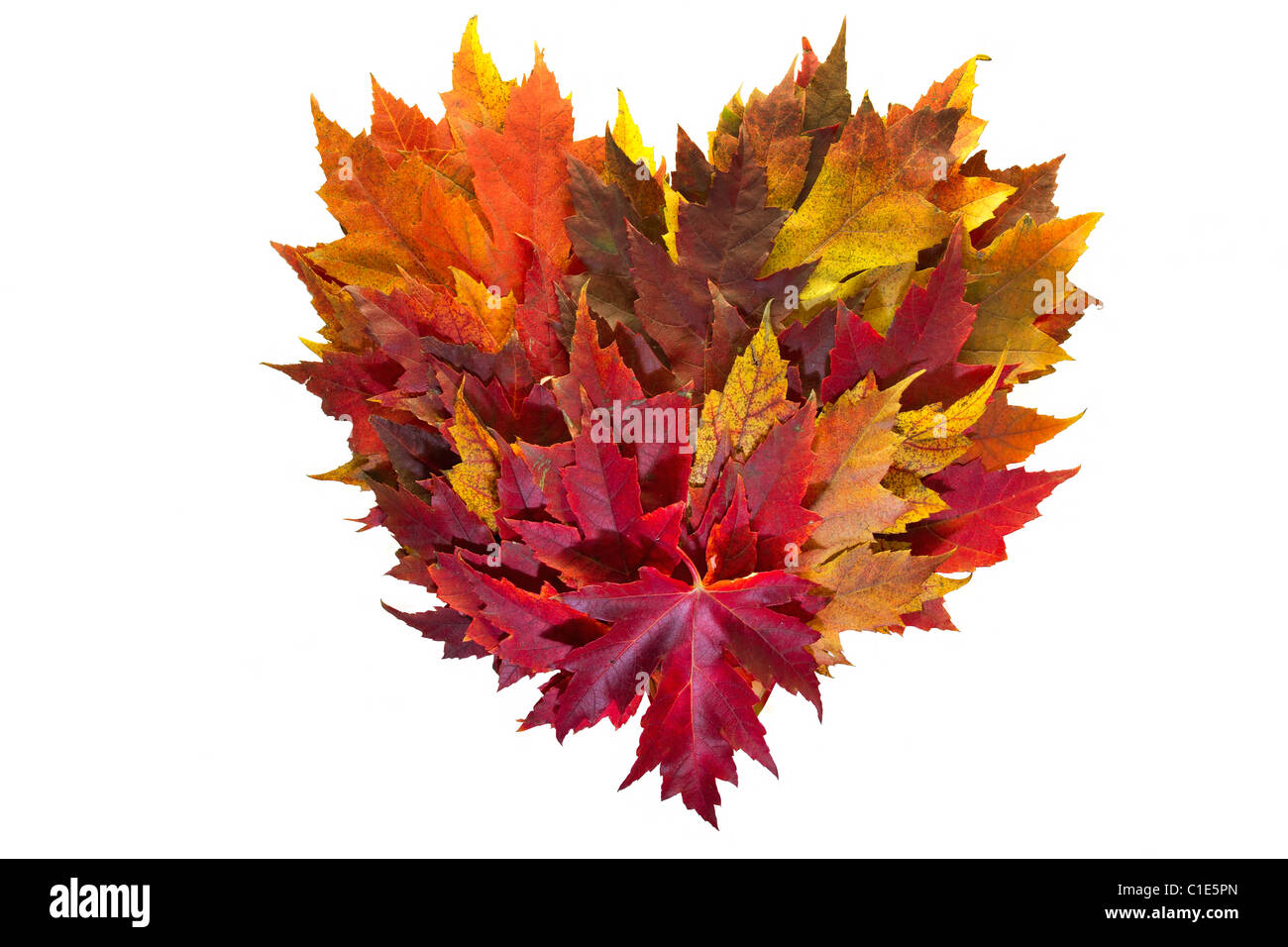 Foglie di acero mescolati i colori dell'Autunno Autunno ghirlanda di cuore su sfondo bianco Foto Stock