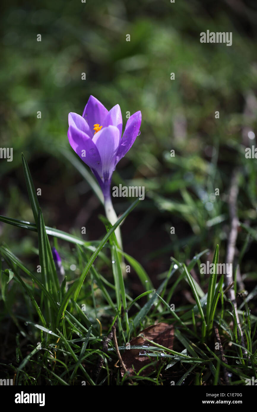 Primo piano di croco viola singola fioritura in febbraio in un giardino d'inverno del Regno Unito Foto Stock