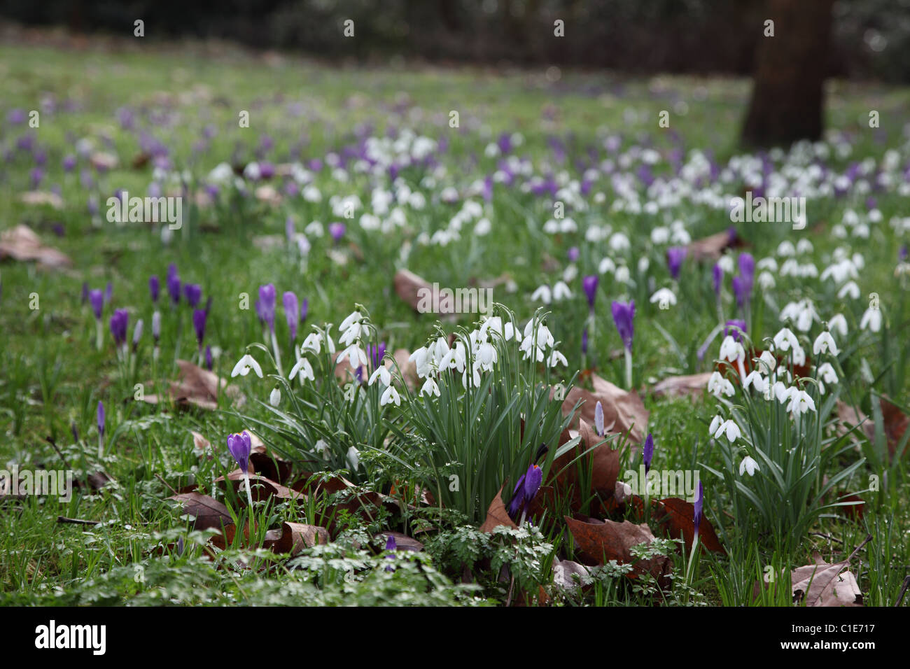 Nevicate fioritura nel mese di febbraio tra i coccodrilli in un giardino di primavera del Regno Unito Foto Stock