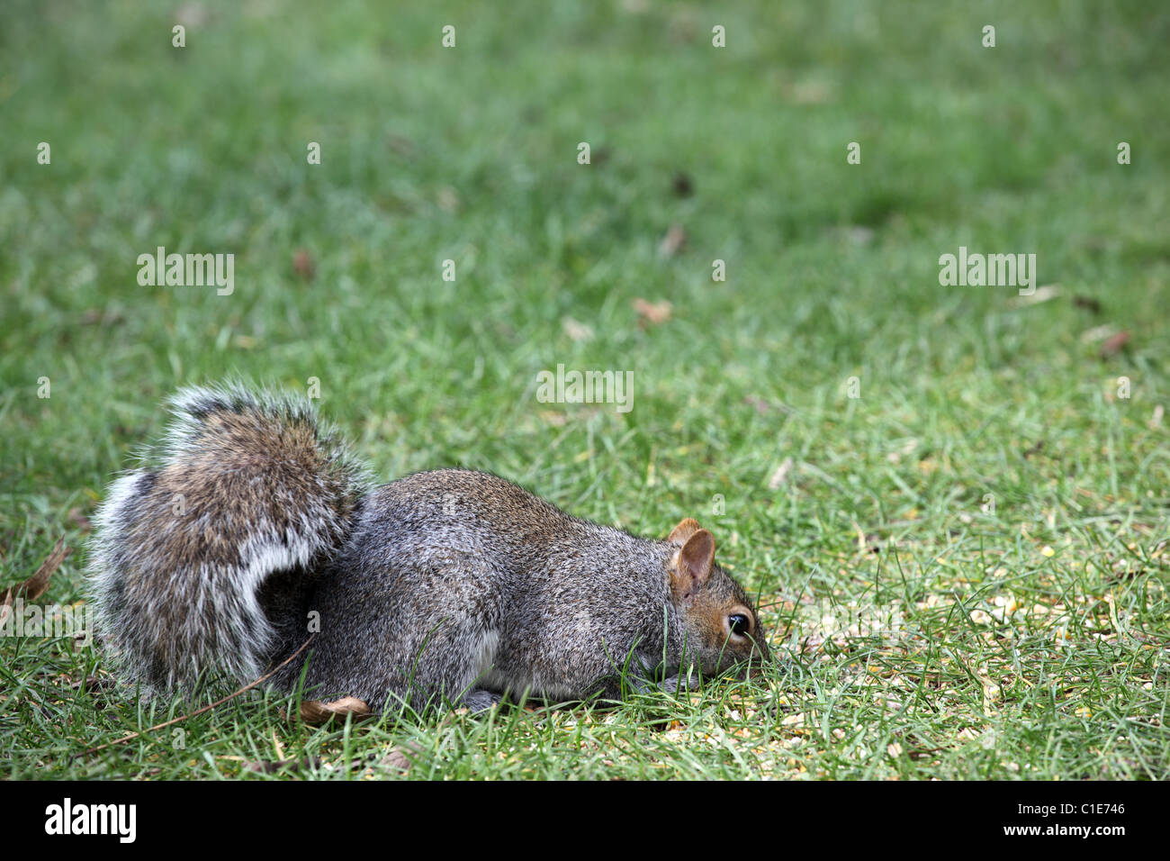 A BHZ Close up di un grigio scoiattolo (Sciurus carolinensis) contro a sfocare lo sfondo di colore verde Foto Stock