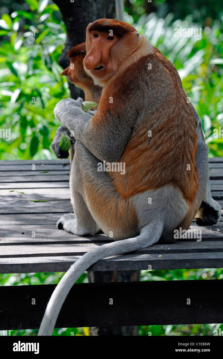 Labuk Bay proboscide Monkey Santuario Conservation Centre Sandakan Sabah Malaysian Borneo malaysia grande maschio alimentazione Foto Stock