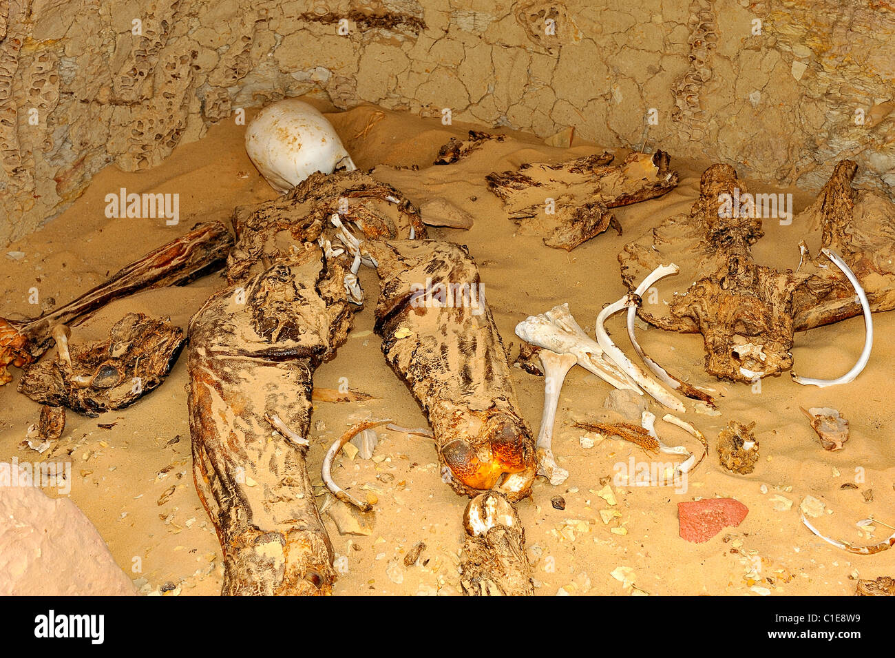 Aprire tomba romana con scheletri, ossa e di teschi nel deserto occidentale, Egitto Foto Stock