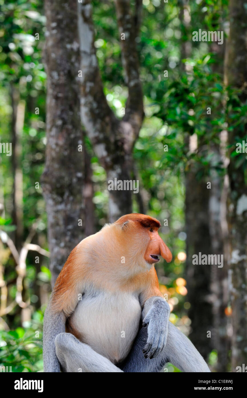 Labuk Bay proboscide Monkey Santuario Conservation Centre Sandakan Sabah Malaysian Borneo malaysia grande maschio Foto Stock