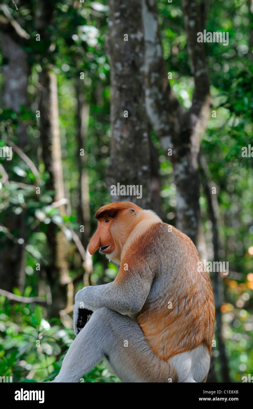 Labuk Bay proboscide Monkey Santuario Conservation Centre Sandakan Sabah Malaysian Borneo malaysia grande maschio naso visualizzare sit Foto Stock