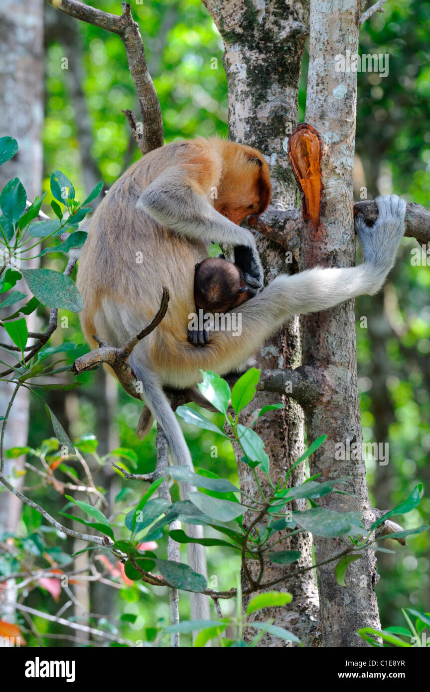 Labuk Bay proboscide Monkey Santuario Conservation Centre Sandakan Sabah Malaysian Borneo malaysia madre groom neonato Foto Stock