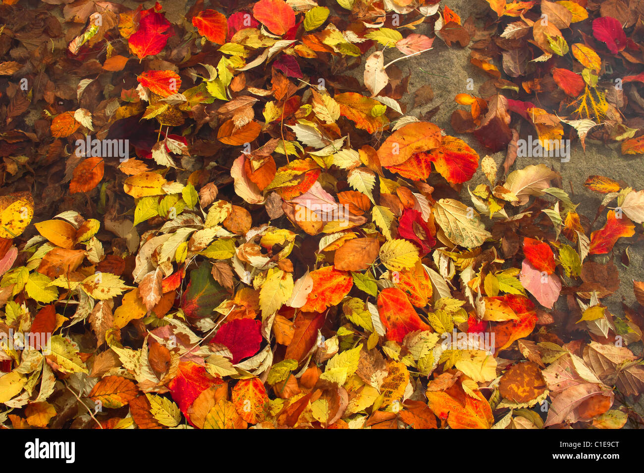 Floating cadono le foglie in stagno a parco pubblico in autunno Foto Stock