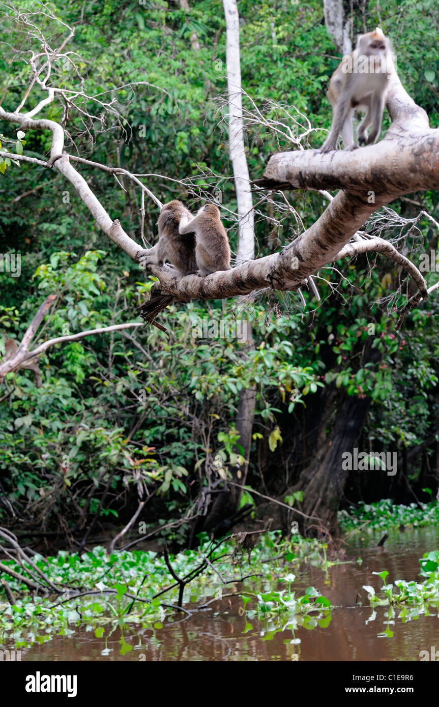 Macaca fascicularis lunga coda Macaque monkey fiume Kinabatangan Sabah, Malesia Borneo groom preening preen Foto Stock