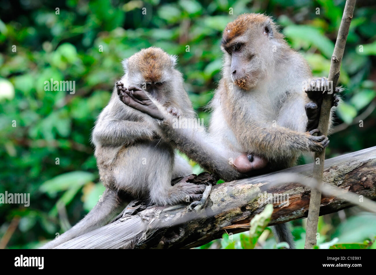 Macaca fascicularis lunga coda Macaque monkey fiume Kinabatangan Sabah, Malesia Borneo groom preening preen Foto Stock