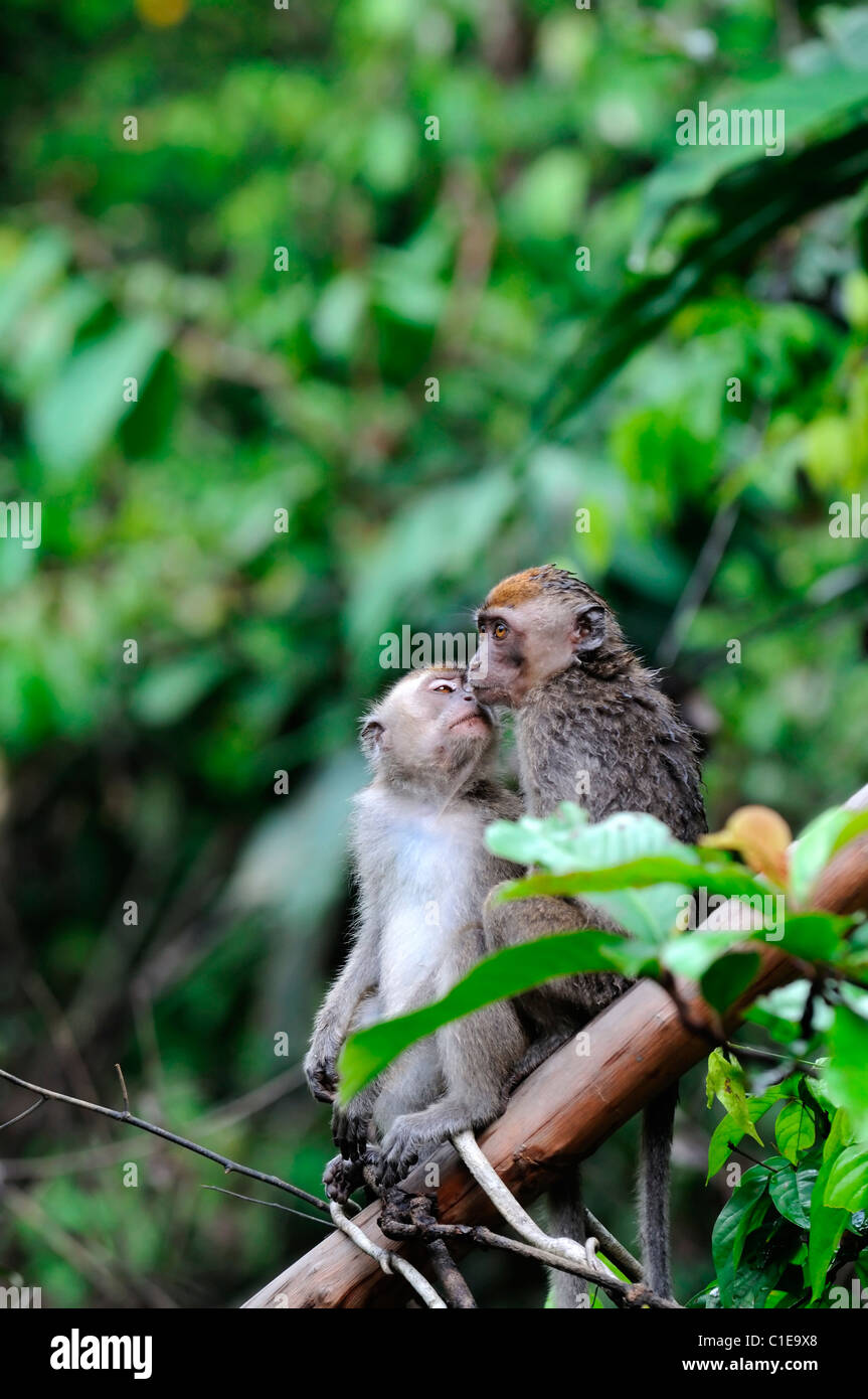 Macaca fascicularis lunga coda Macaque monkey fiume Kinabatangan Sabah, Malesia Borneo kiss baciare il comportamento umano bahaviour Foto Stock