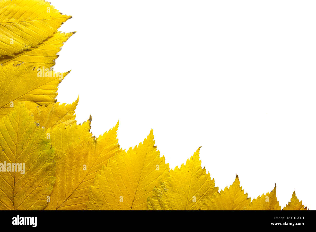 Elm Tree giallo Foglie di autunno nella caduta del bordo dello sfondo Foto Stock