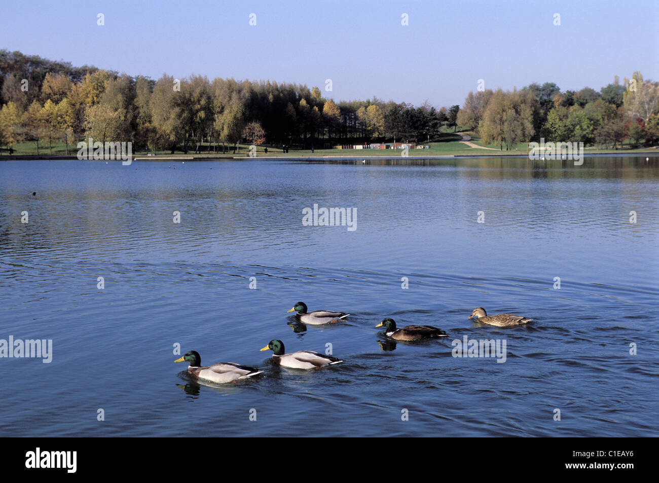 Francia, Seine Saint Denis, La Courneuve Park, Lago di grandi dimensioni Foto Stock