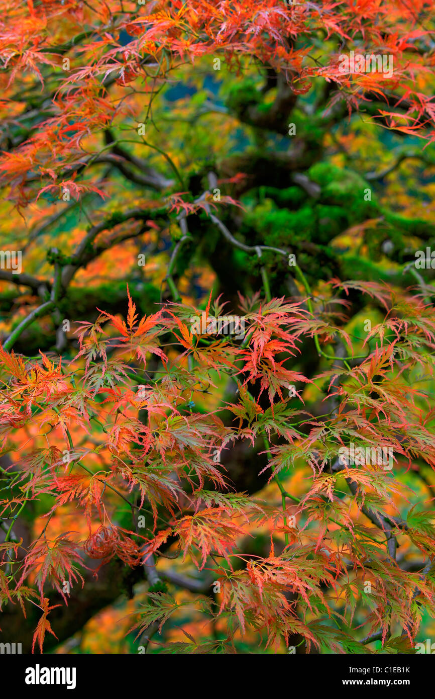 Giapponese vecchio laccio rosso foglie di acero in autunno Foto Stock