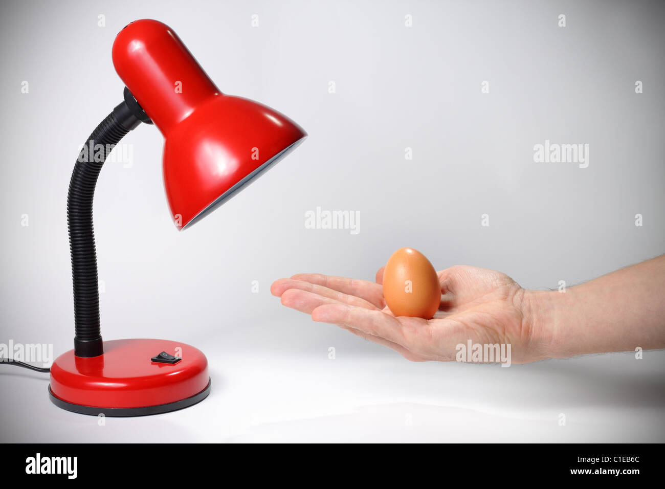 Mano che tiene l'uovo sotto lampada per berlina, la vita e il concetto di nascita Foto Stock