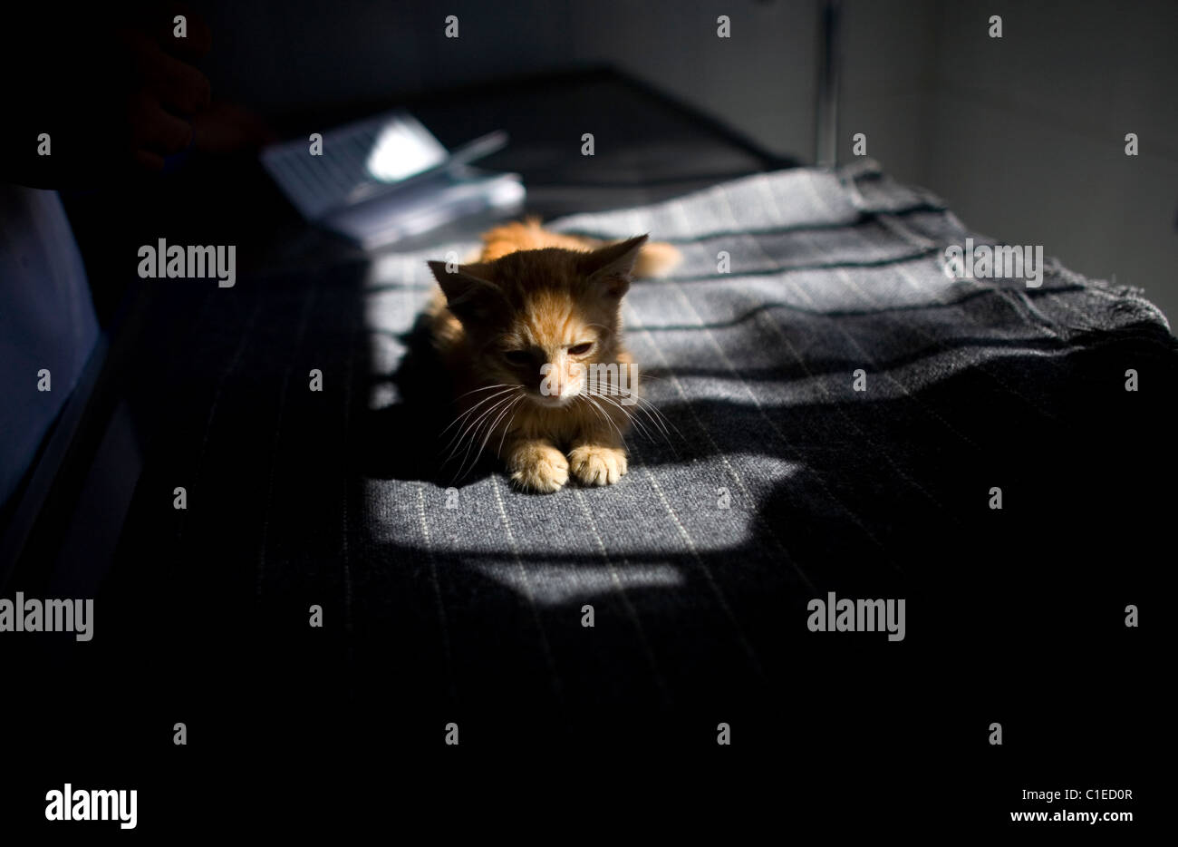 Un gattino è frequentato da un veterinario ad un animale per un ospedale di Condesa, Città del Messico, Messico, 4 febbraio 2011. Foto Stock
