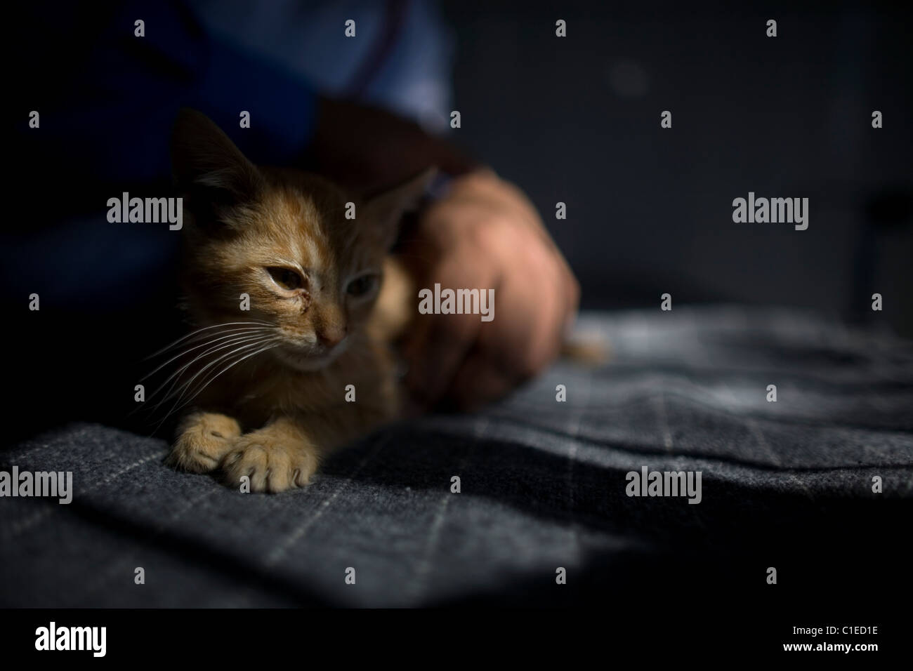 Un gattino è frequentato da un veterinario ad un animale per un ospedale di Condesa, Città del Messico, Messico, 4 febbraio 2011. Foto Stock