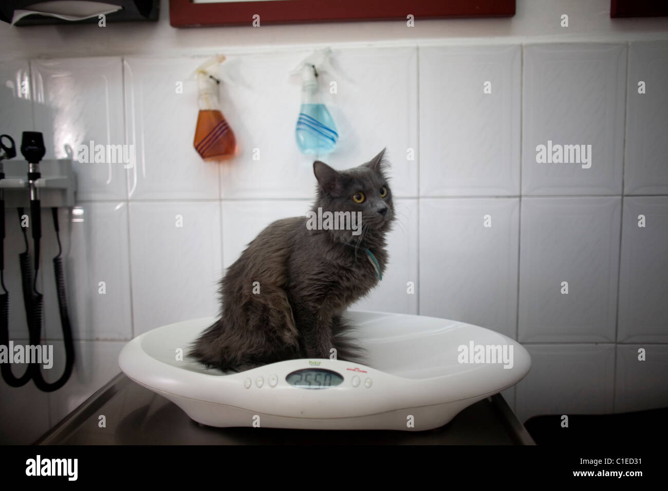Un gatto sorge su una scala in un ospedale di Pet in Condesa, Città del Messico, Messico, 4 febbraio 2011. Foto Stock