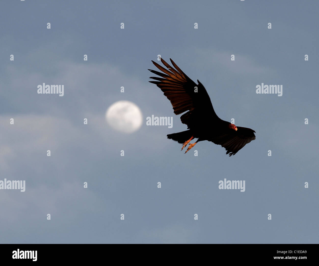 La Turchia Vulture (Cathartes aura) ad ovest del Texas, nella punta nord del deserto del Chihuahuan. Foto Stock