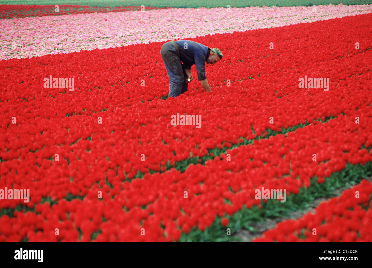 Paesi Bassi, vicino a Keukenhof a molla, l'uomo al lavoro in campi di tulipani Foto Stock