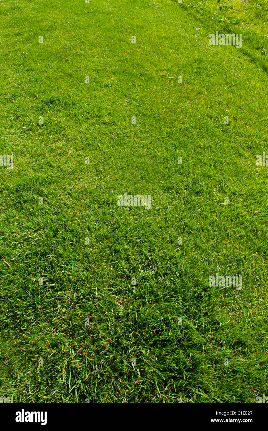 Prato verde paesaggio turf sod giardino crescono morbida fresca vegetazione di pianta pala mow fertilizzare sfondo campo di gioco Foto Stock
