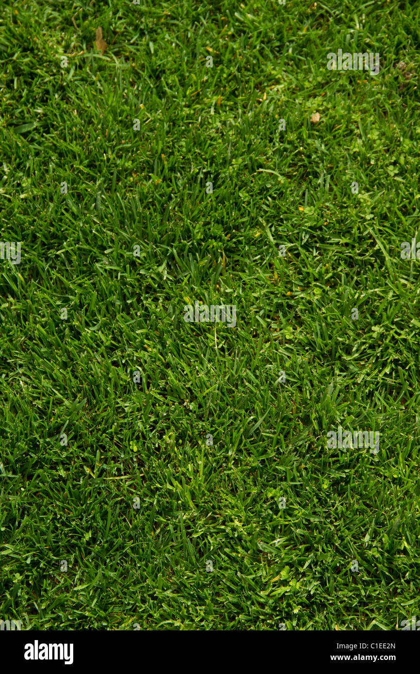 Prato verde paesaggio turf sod giardino crescono morbida fresca vegetazione di pianta pala mow fertilizzare sfondo campo di gioco Foto Stock