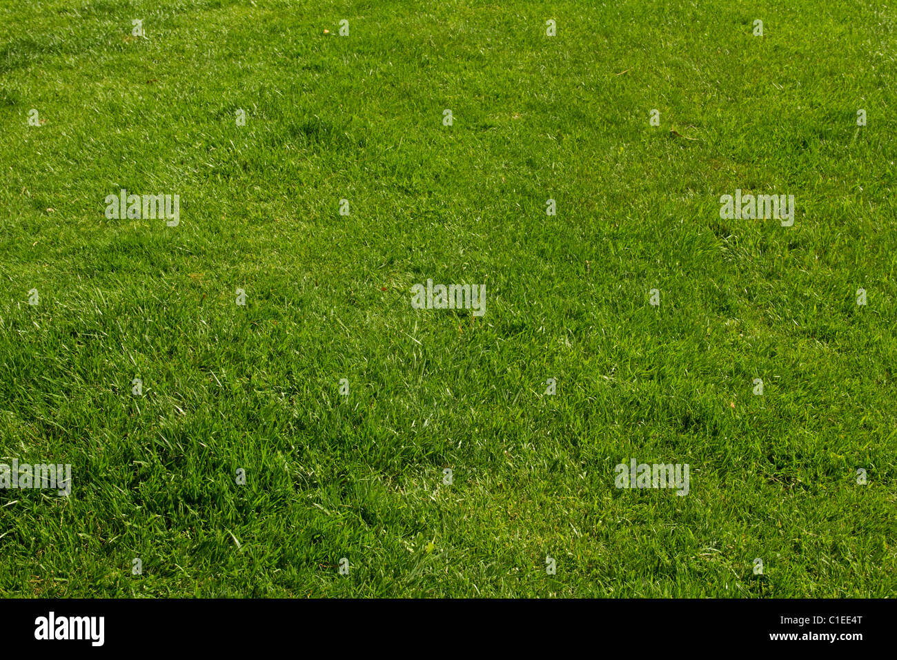 Prato verde paesaggio turf sod giardino crescono morbida fresca vegetazione di pianta pala mow fertilizzare sfondo campo di gioco Foto Stock