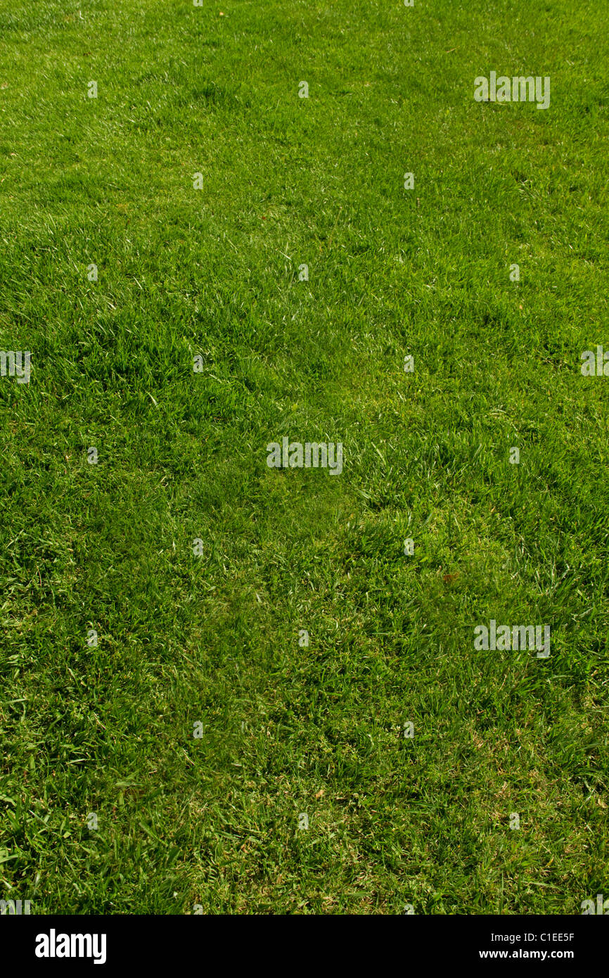 Prato verde paesaggio turf sod giardino crescono morbida fresca vegetazione di pianta pala mow fertilizzare sfondo campo di gioco Foto Stock
