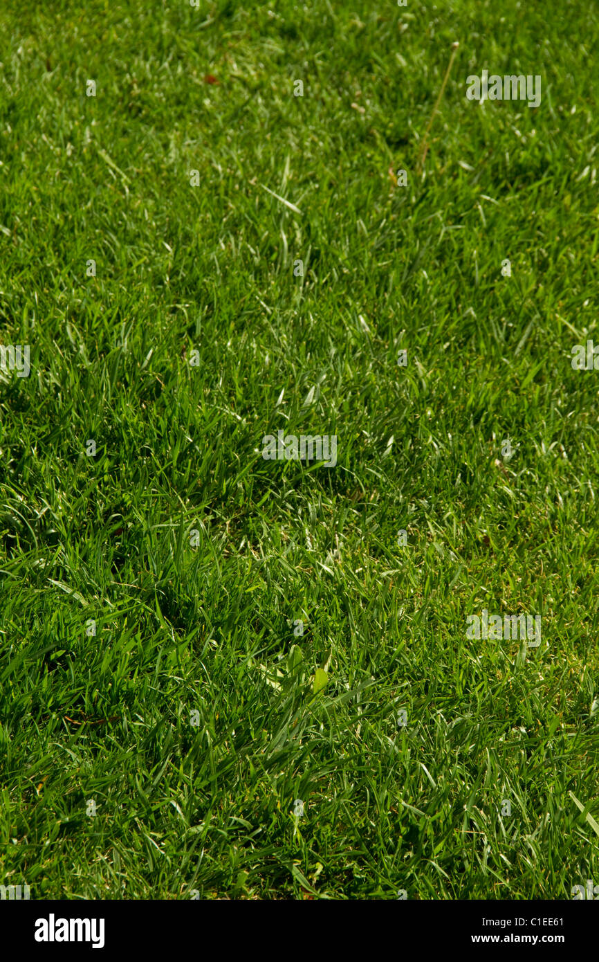 Prato verde paesaggio turf sod giardino crescono morbida fresca vegetazione di pianta pala mow fertilizzare sfondo campo di gioco Foto Stock