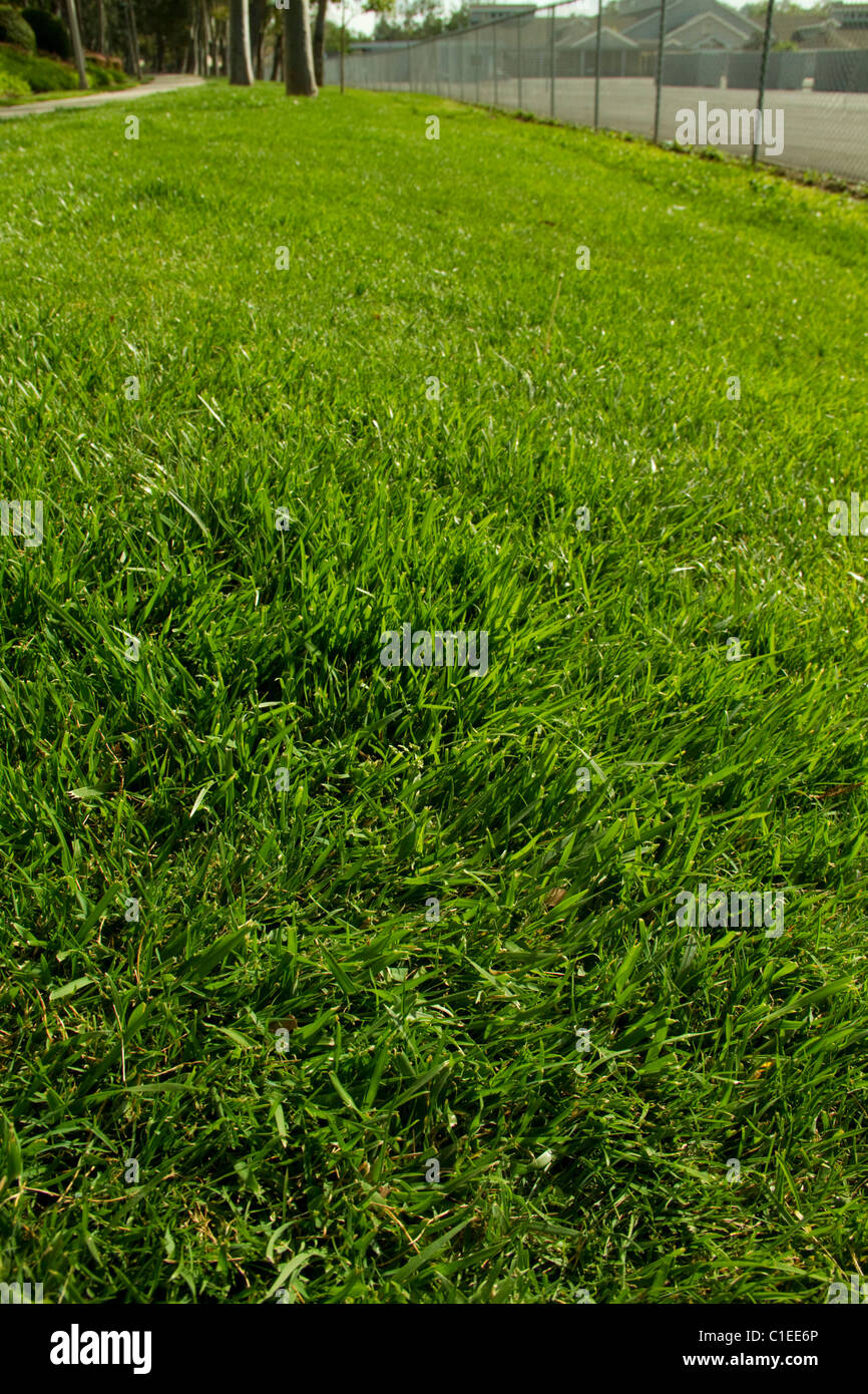 Prato verde paesaggio turf sod giardino crescono morbida fresca vegetazione di pianta pala mow fertilizzare sfondo campo di gioco Foto Stock