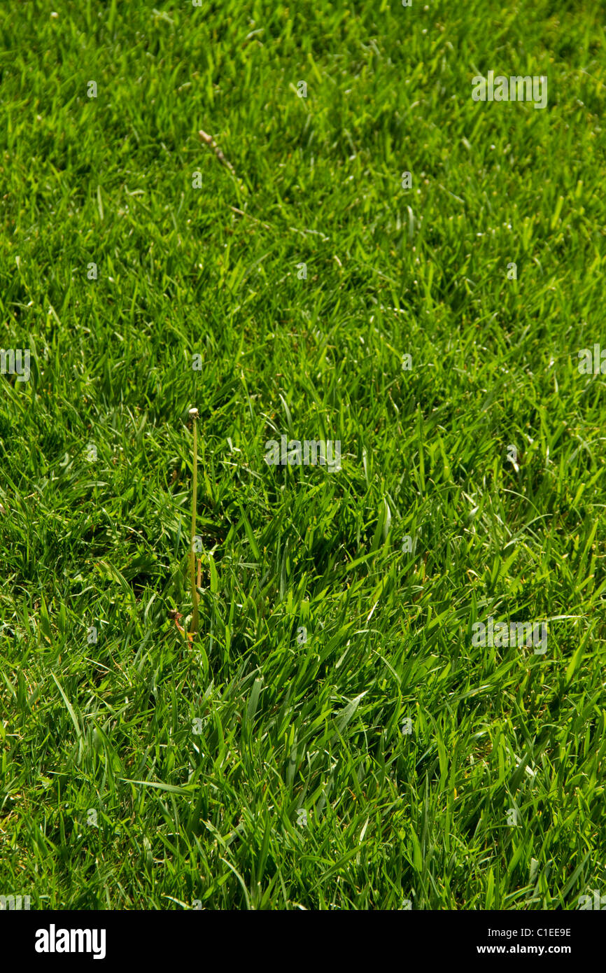 Prato verde paesaggio turf sod giardino crescono morbida fresca vegetazione di pianta pala mow fertilizzare sfondo campo di gioco Foto Stock
