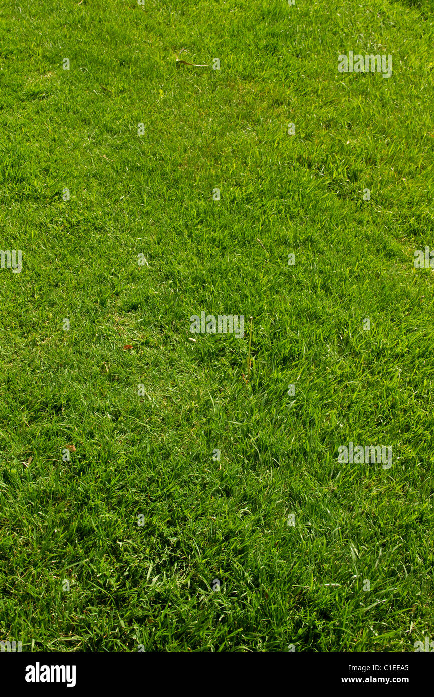 Prato verde paesaggio turf sod giardino crescono morbida fresca vegetazione di pianta pala mow fertilizzare sfondo campo di gioco Foto Stock