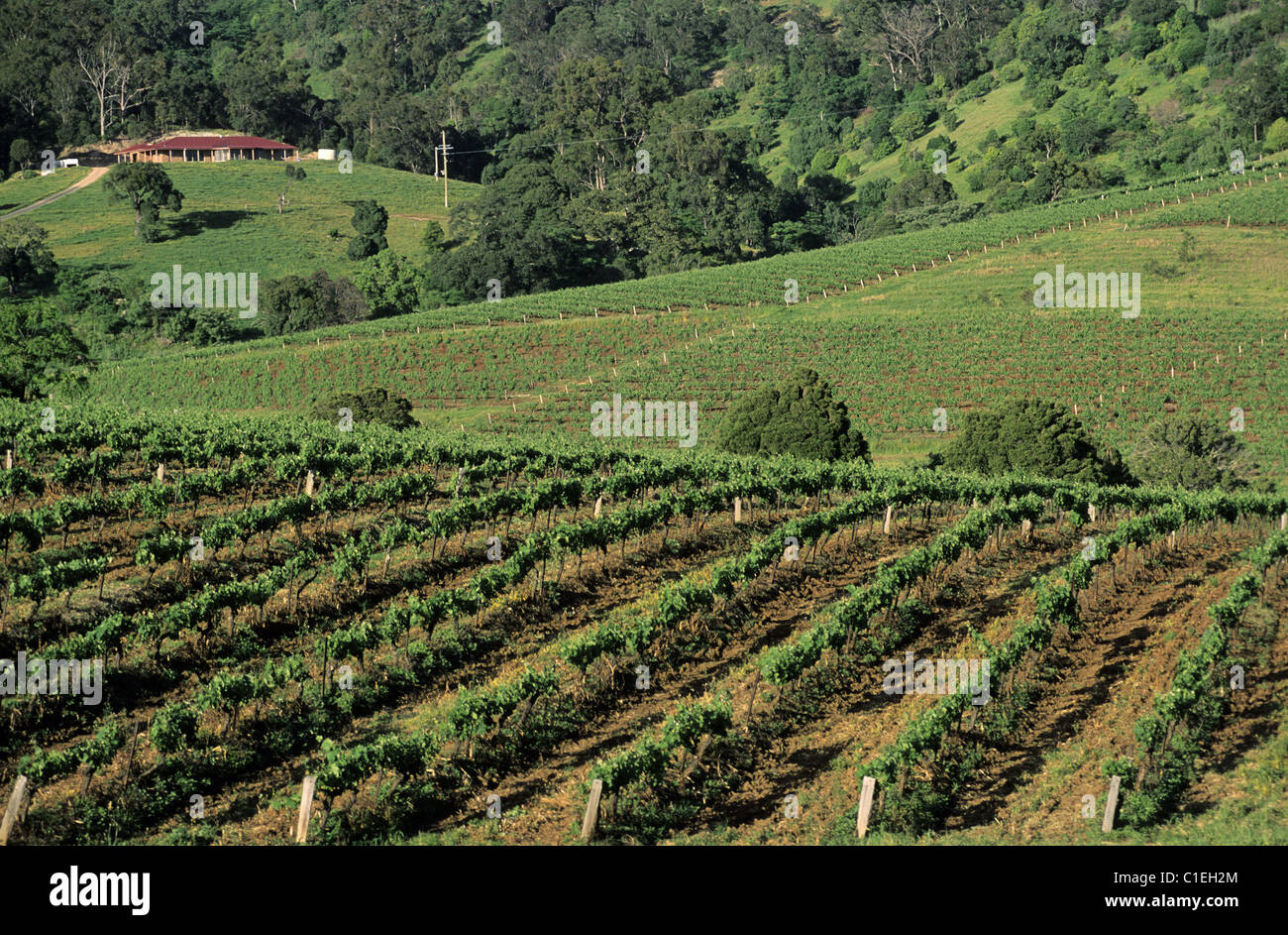 Australia, Nuovo Galles del Sud, la Hunter Valley, a nord di Sydney, una cinquantina di vigneti della valle di produrre vini pregiati Foto Stock