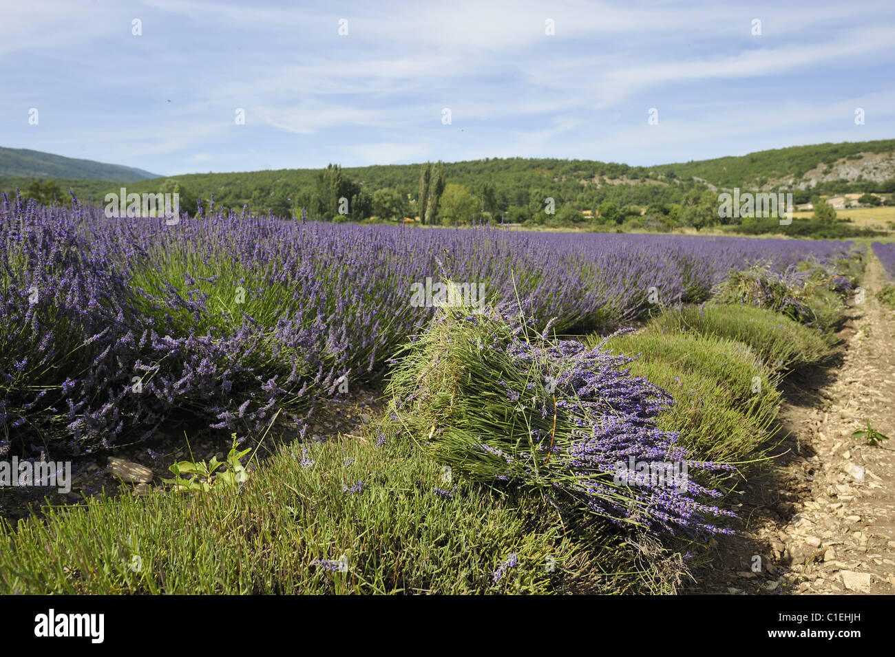 Lavanda (Lavandula sp) mazzi di fiori - area di Sault - Provence - France Foto Stock
