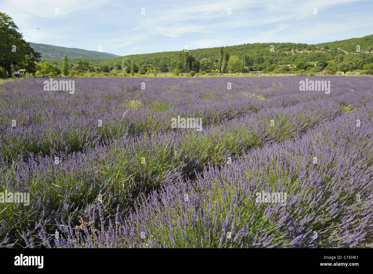 Lavanda (Lavandula sp) campo per essere raccolto - area di Sault - Provence - France Foto Stock