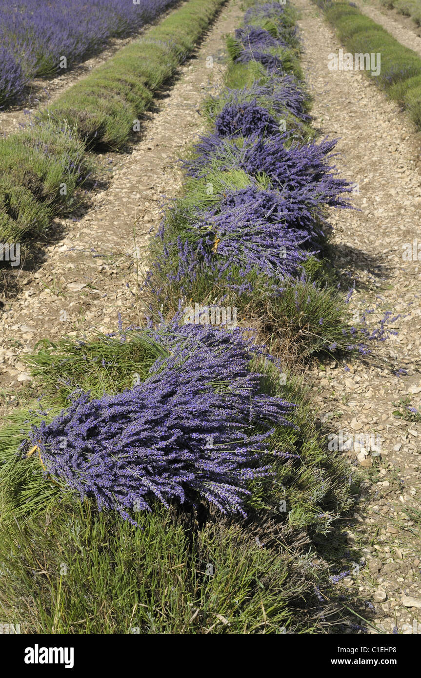 Lavanda (Lavandula sp) mazzi di fiori - area di Sault - Provence - France Foto Stock