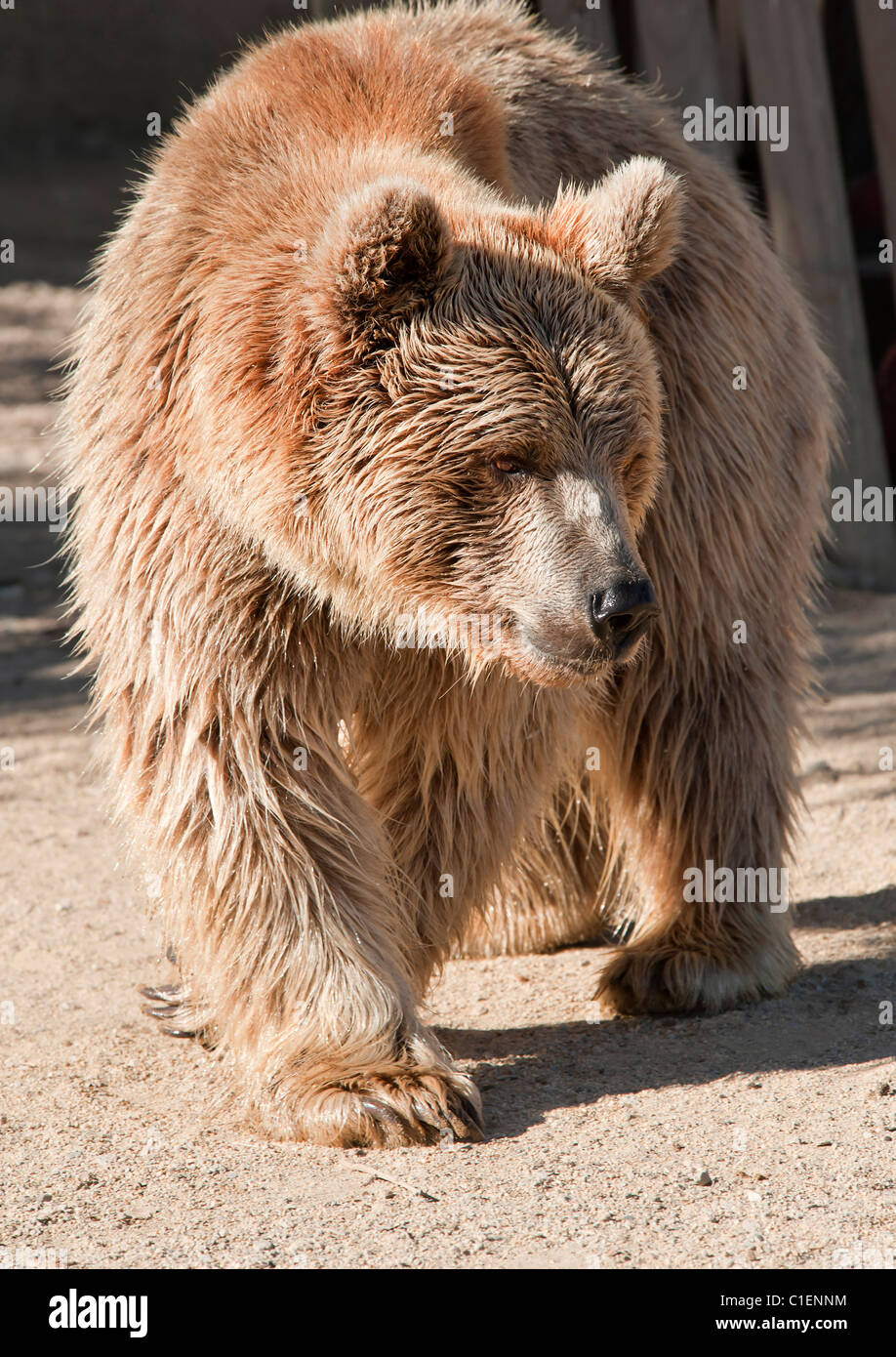 Orso bruno a piedi Foto Stock