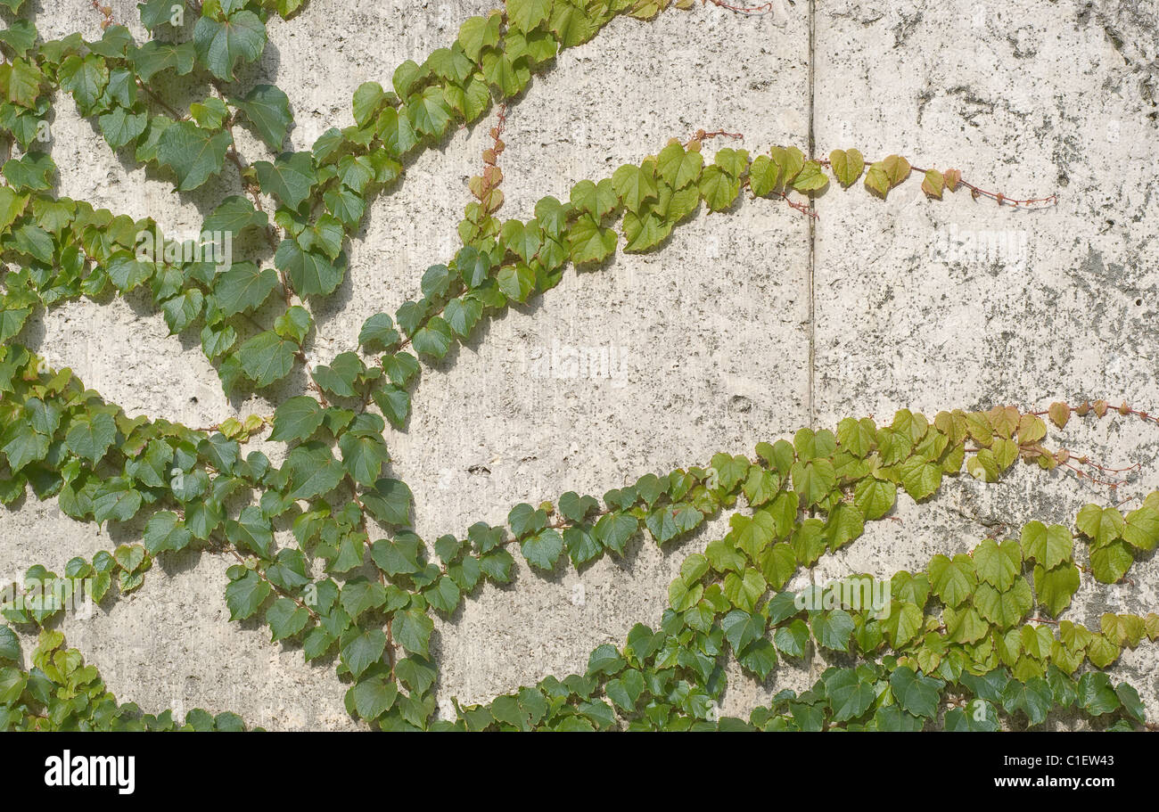 Vitigni di arrampicata di Edera su una casa Foto Stock